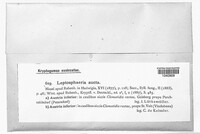 Nodulosphaeria aucta image
